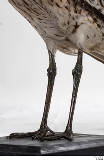 Bird  11 leg 0002.jpg